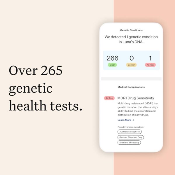 Wisdom Health Panel Premium Dog DNA Kit: Most Comprehensive with 265+ Health Tests, Identify 365+ Dog Breeds, 50+ Traits, Relatives, Ancestry, Genetic Diversity - Pack of 2 - Image 9
