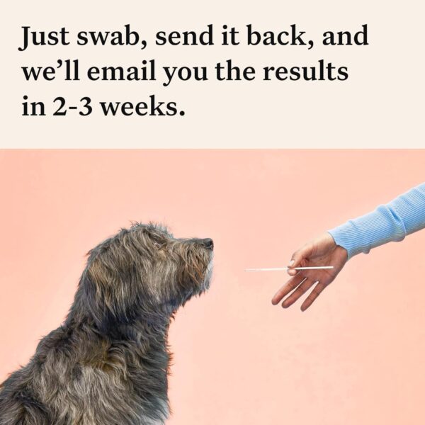 Wisdom Health Panel Premium Dog DNA Kit: Most Comprehensive with 265+ Health Tests, Identify 365+ Dog Breeds, 50+ Traits, Relatives, Ancestry, Genetic Diversity - Pack of 2 - Image 4