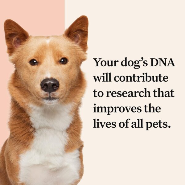 Wisdom Health Panel Premium Dog DNA Kit: Most Comprehensive with 265+ Health Tests, Identify 365+ Dog Breeds, 50+ Traits, Relatives, Ancestry, Genetic Diversity - Pack of 2 - Image 3