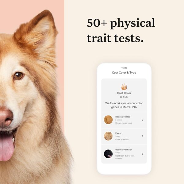 Wisdom Health Panel Premium Dog DNA Kit: Most Comprehensive with 265+ Health Tests, Identify 365+ Dog Breeds, 50+ Traits, Relatives, Ancestry, Genetic Diversity - Pack of 2 - Image 7